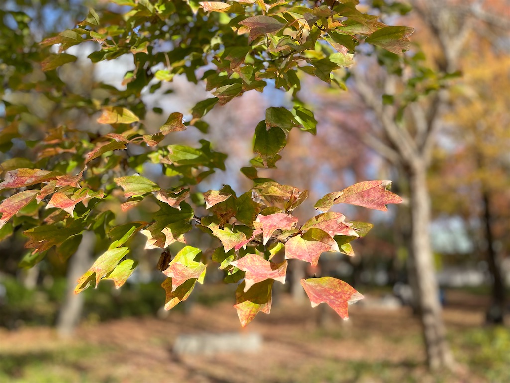 f:id:vidro-man:20221215115917j:image