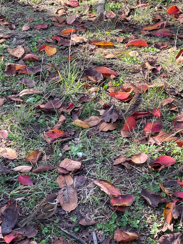 f:id:vidro-man:20221218150824j:image