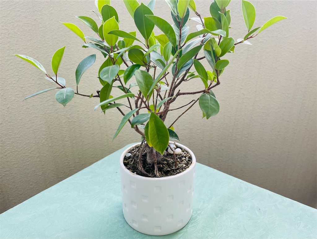 f:id:vidro-man:20230507085852j:image