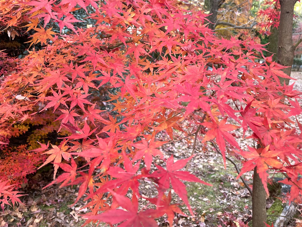 f:id:vidro-man:20231203114246j:image