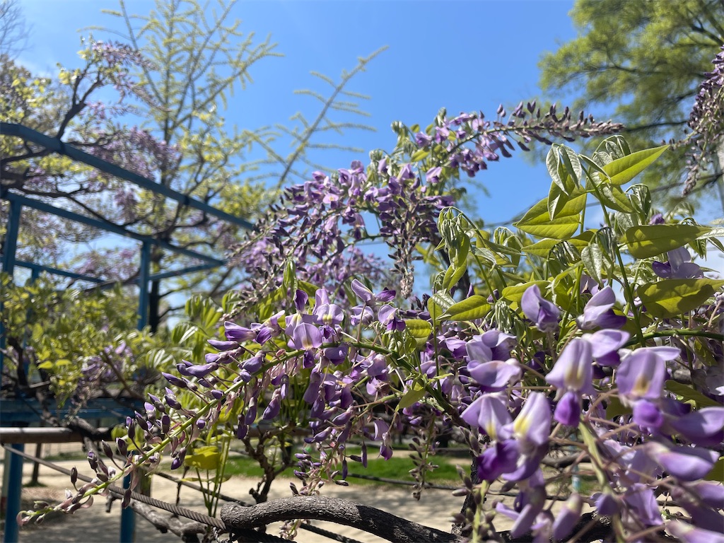 f:id:vidro-man:20240414094309j:image