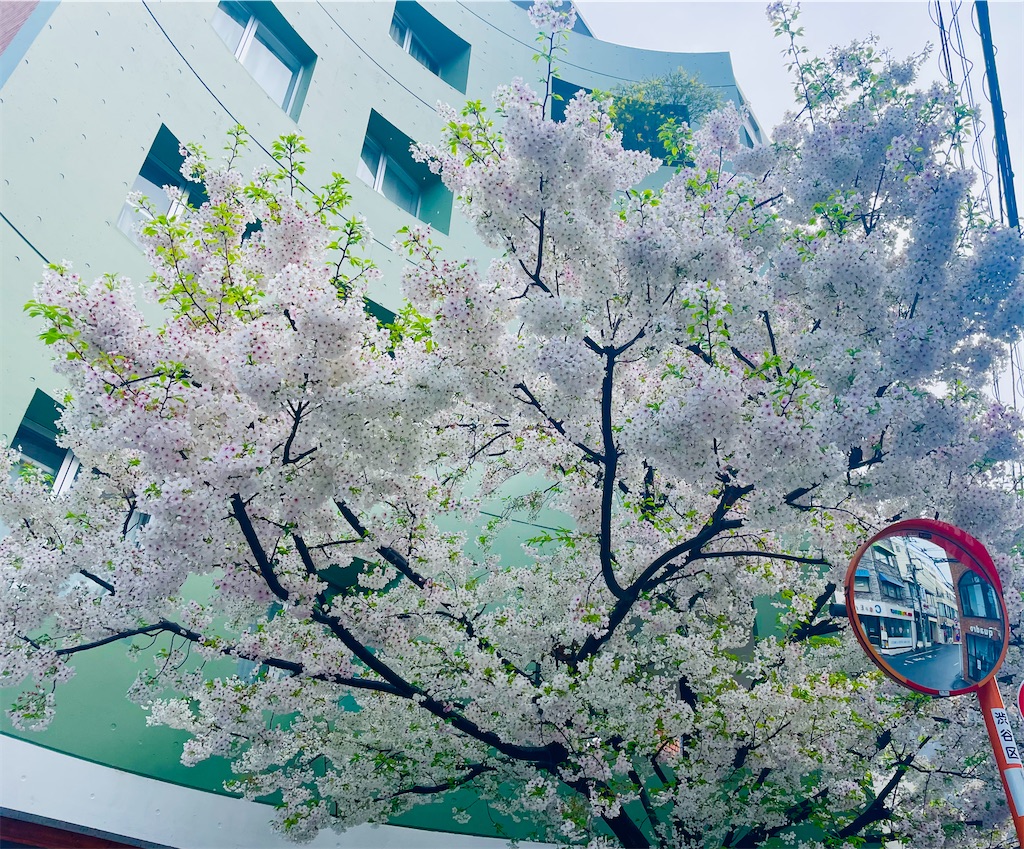 f:id:vidro-man:20250329110728j:image