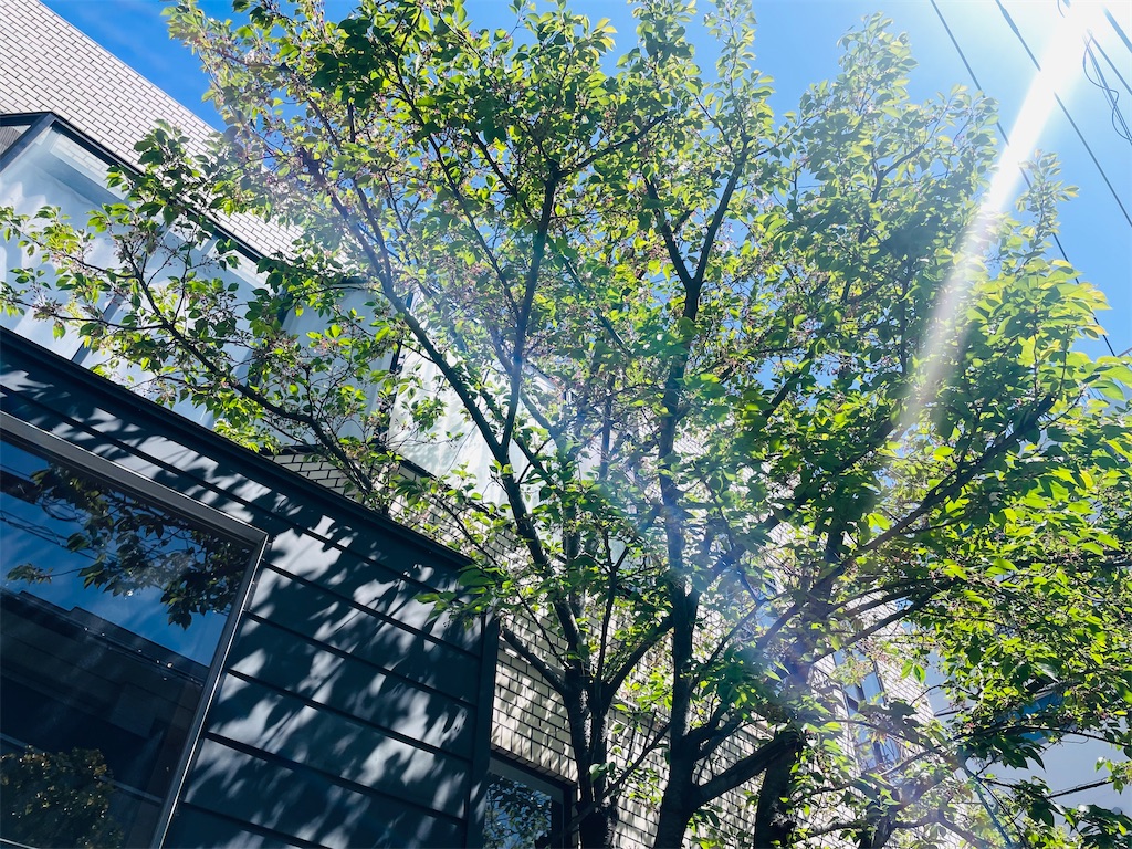 f:id:vidro-man:20250416102240j:image