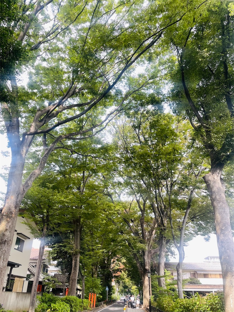 f:id:vidro-man:20250928114107j:image