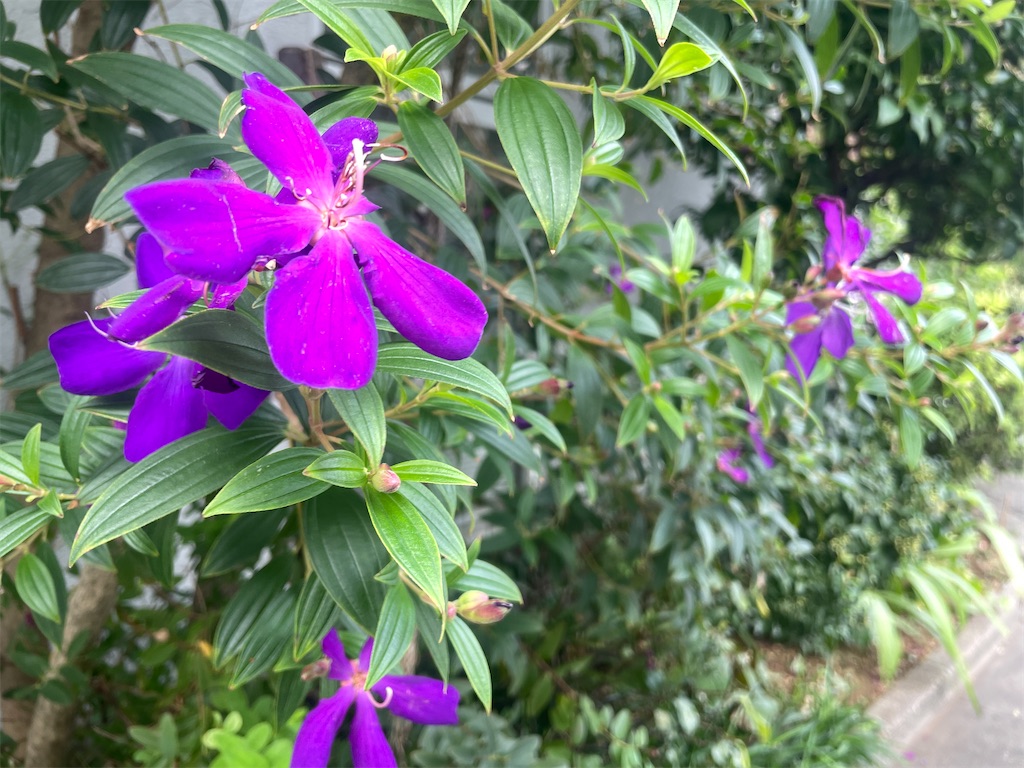 f:id:vidro-man:20251003083723j:image