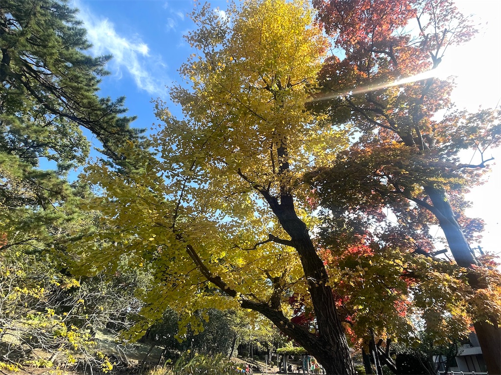 f:id:vidro-man:20251117080127j:image