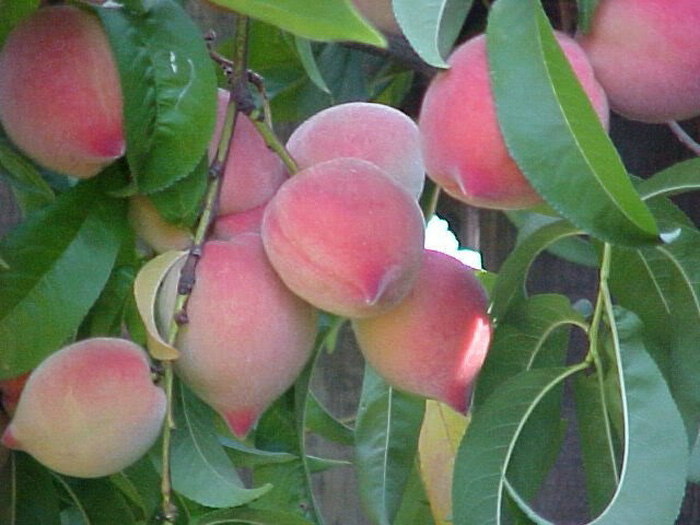 f:id:vietfarms:20181001115643j:plain