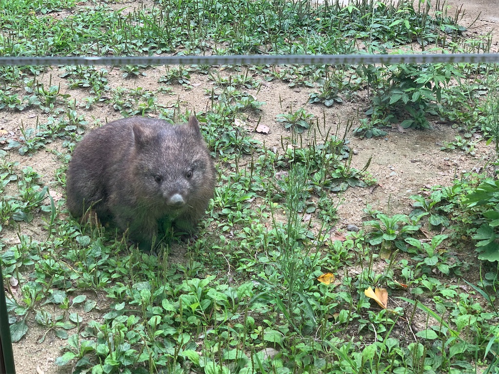 ウォンバットに会いにいく ヴィカログ
