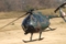 [航空機][OH-6]