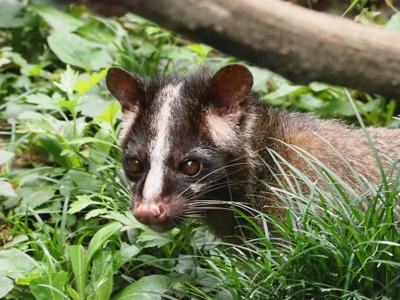 palmcivet