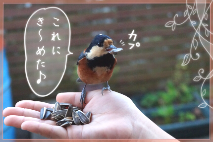 f:id:vinculum:20170316141043p:plain f:id:vinculum:20170316141043p:plain