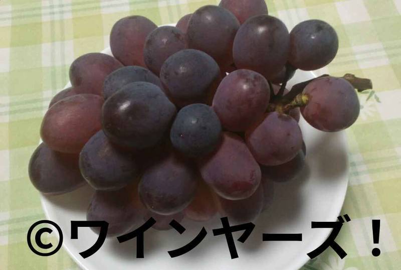 f:id:vineyards:20191016112659j:plain