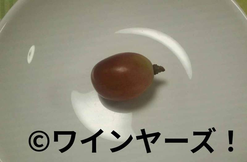 f:id:vineyards:20191016112713j:plain