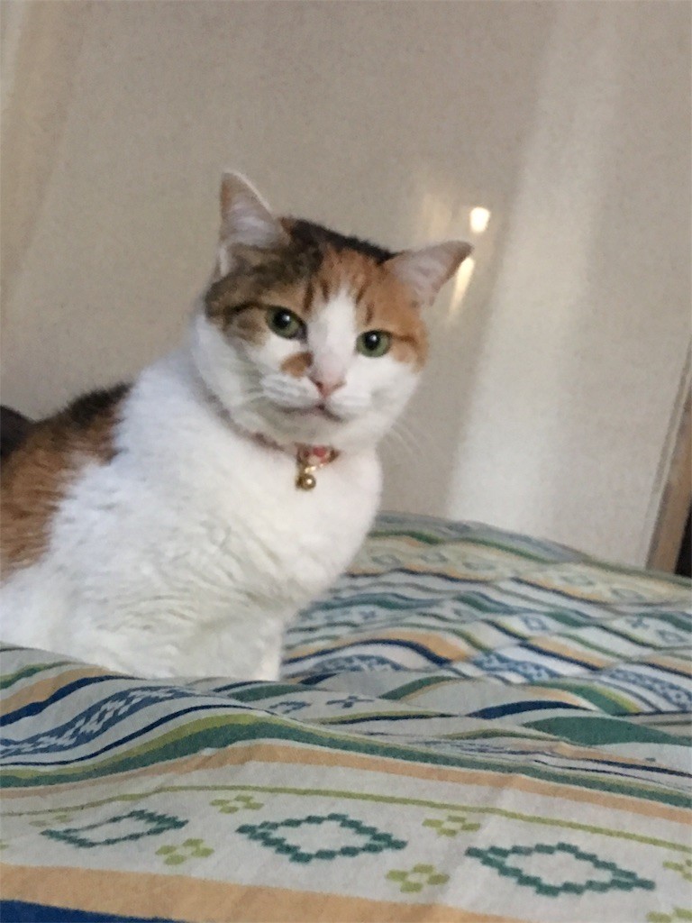 f:id:violet-cat:20170126154514j:image f:id:violet-cat:20170126154514j:image