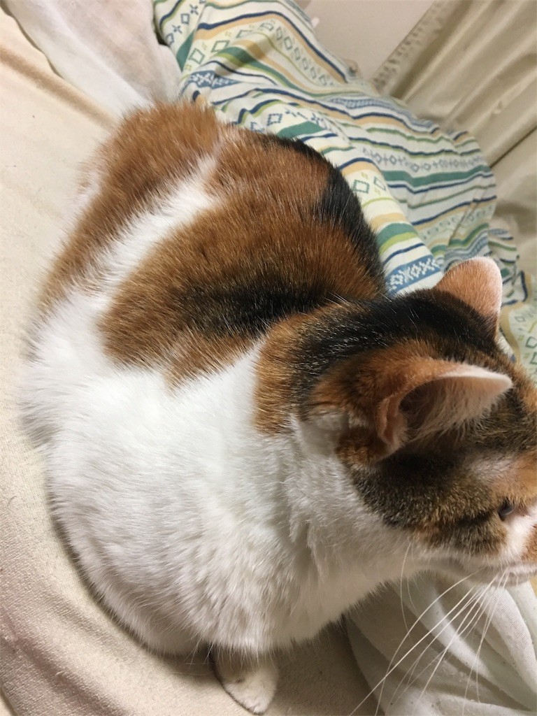 f:id:violet-cat:20170501003447j:image f:id:violet-cat:20170501003447j:image