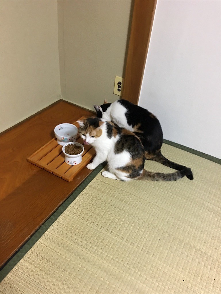 f:id:violet-cat:20180831075215j:image