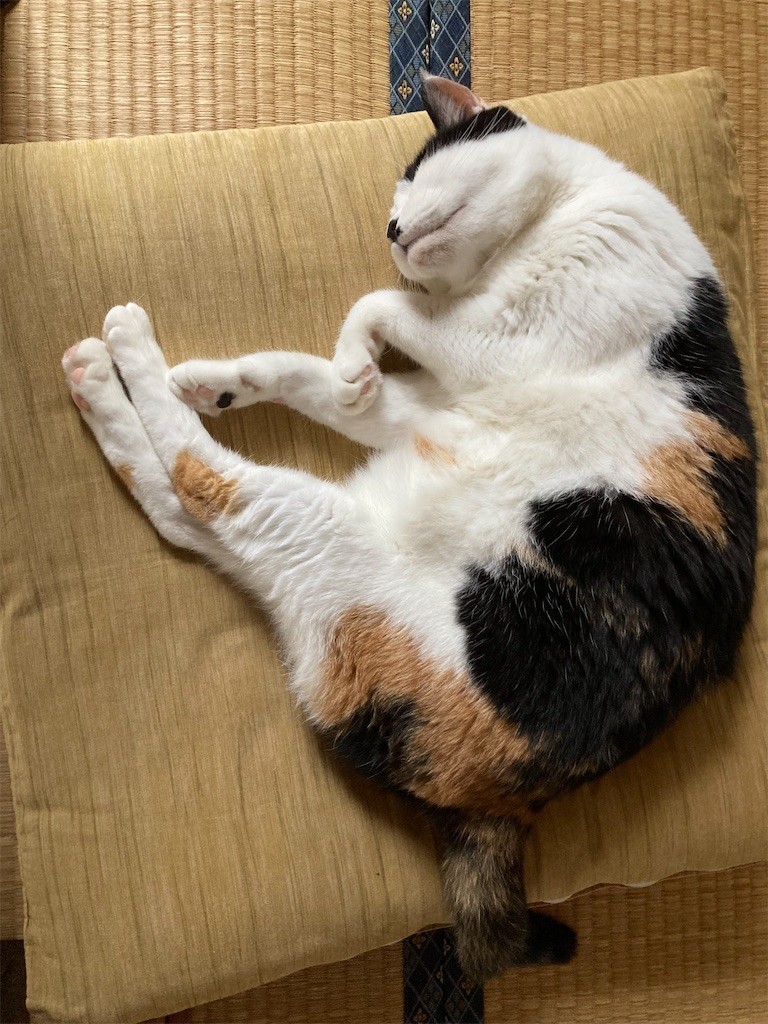 f:id:violet-cat:20220914152810j:image f:id:violet-cat:20220914152810j:image
