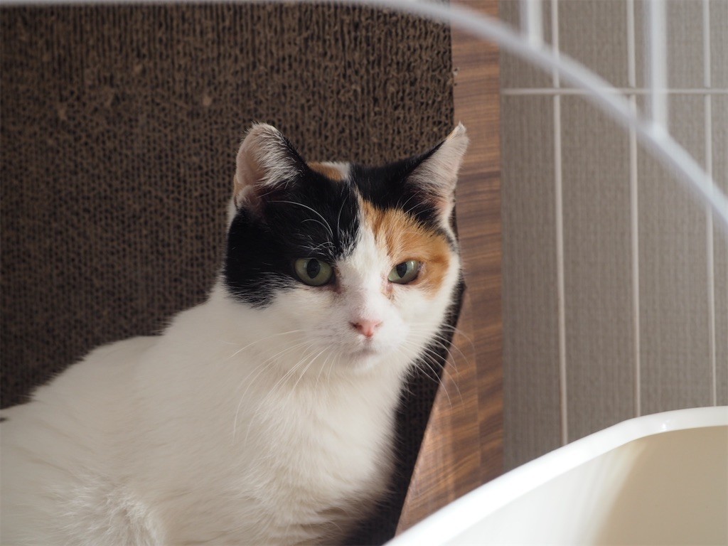 f:id:violet-cat:20221129233136j:image f:id:violet-cat:20221129233136j:image