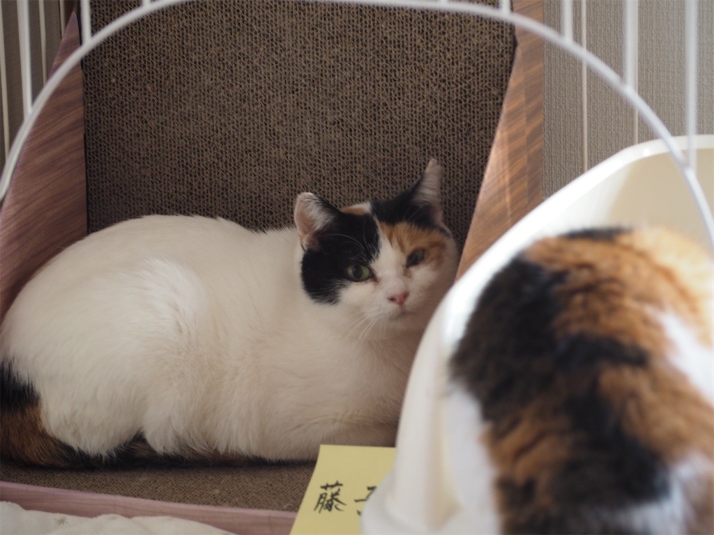 f:id:violet-cat:20221129233139j:image f:id:violet-cat:20221129233139j:image