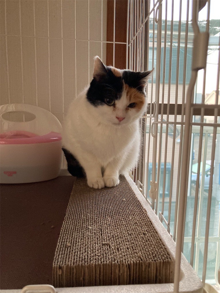 f:id:violet-cat:20221214154425j:image f:id:violet-cat:20221214154425j:image