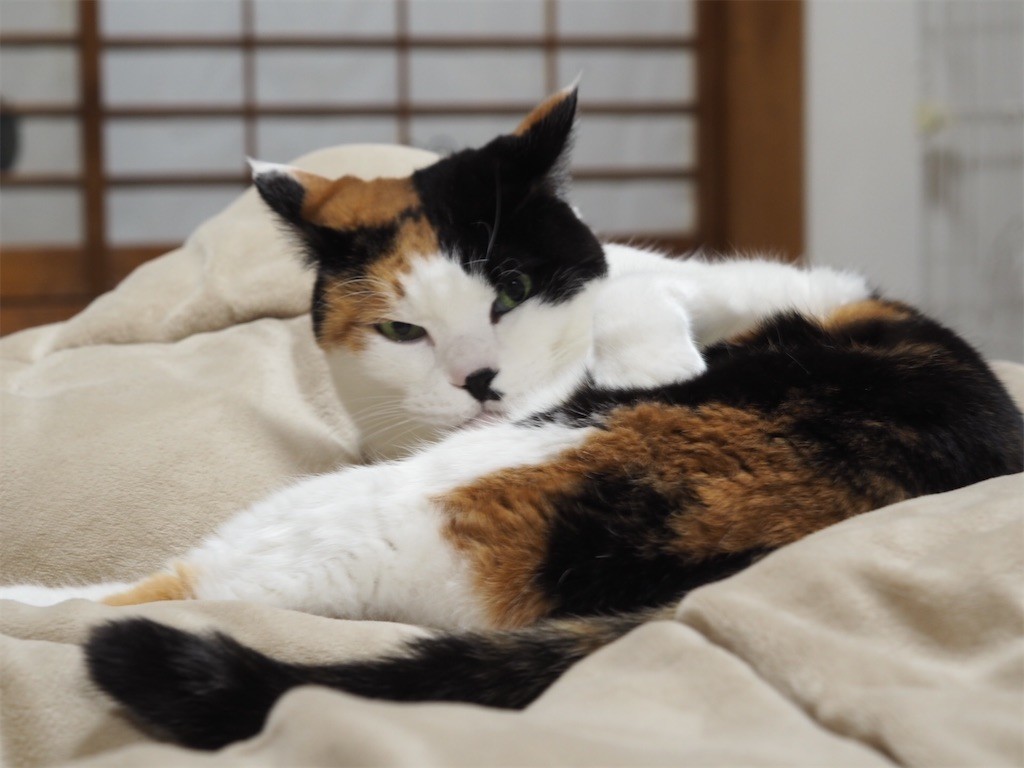 f:id:violet-cat:20221214154641j:image f:id:violet-cat:20221214154641j:image