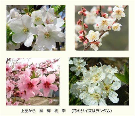 f:id:viorasumire:20220126232115j:plain