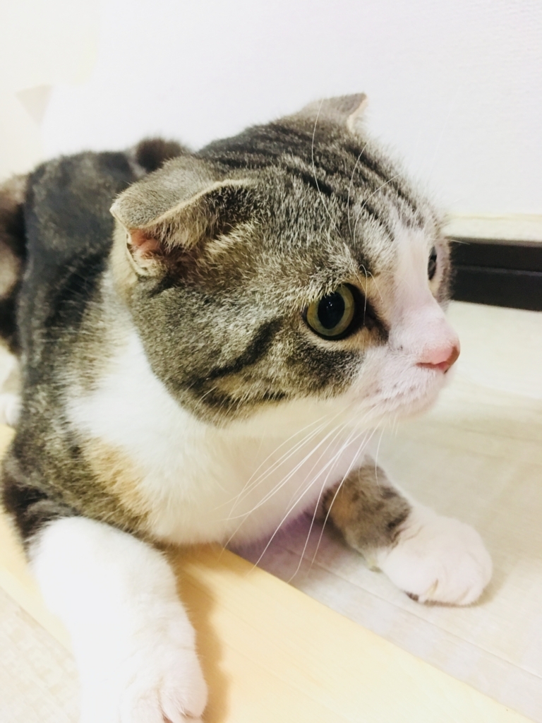 f:id:visionblain:20180705080950j:plain