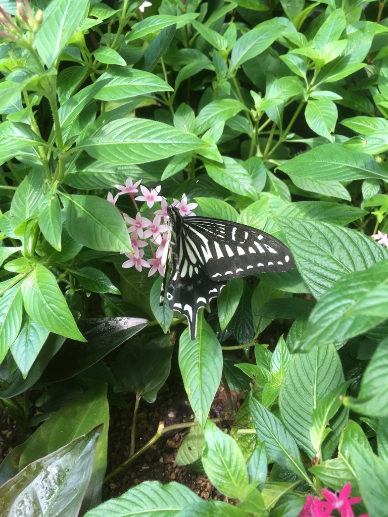 f:id:visionblain:20181016112258j:plain f:id:visionblain:20181016112258j:plain