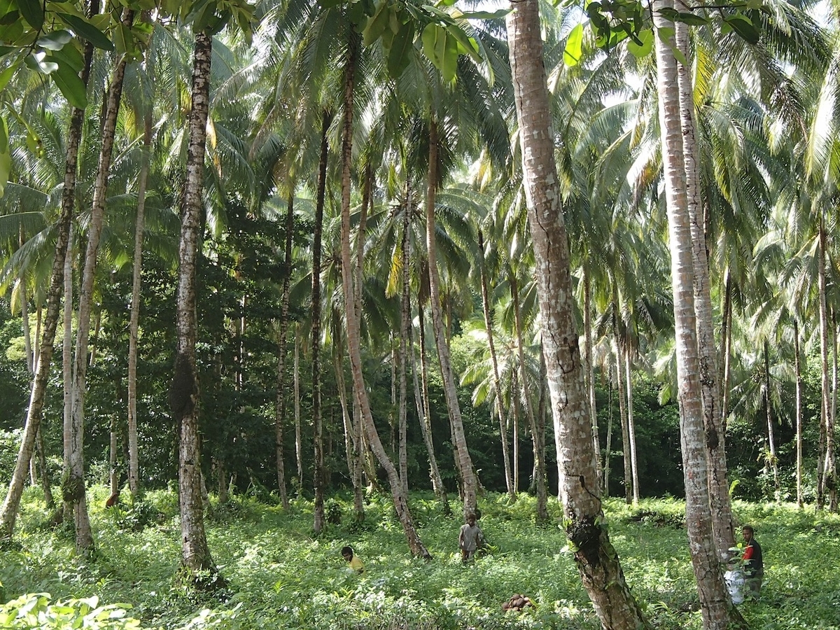 f:id:visitsolomons:20200724194111j:plain f:id:visitsolomons:20200724194111j:plain