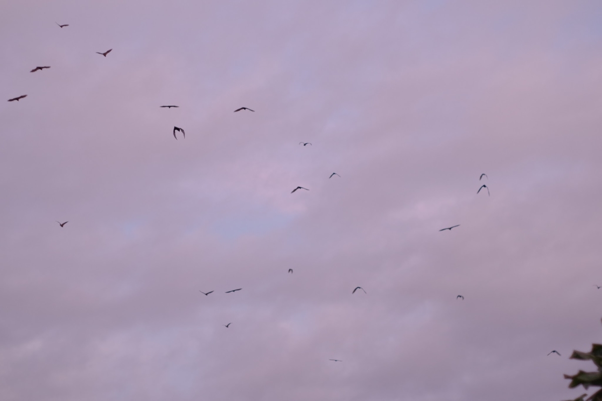 f:id:visitsolomons:20211026223411j:plain