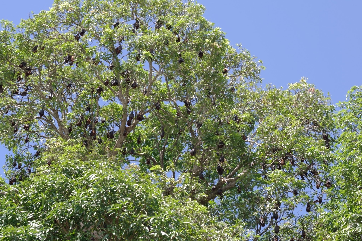 f:id:visitsolomons:20211026223417j:plain