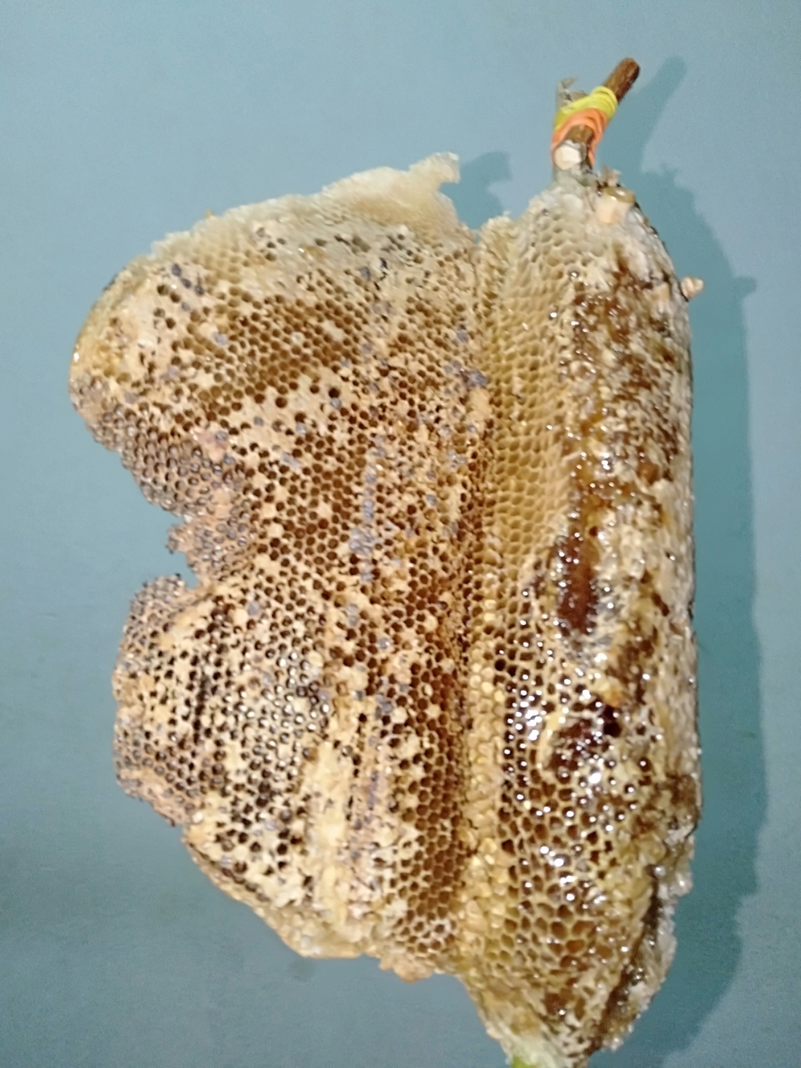 f:id:visvachie:20200215162640j:plain f:id:visvachie:20200215162640j:plain
