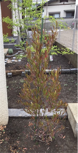 ドドナエア 庭と暮らす