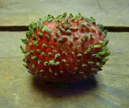 f:id:vitamin_G:20130205152931j:image:w380