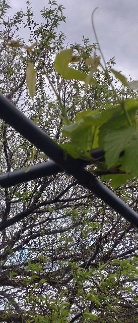 蘇生した植物2