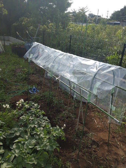 完成したトマトの屋根