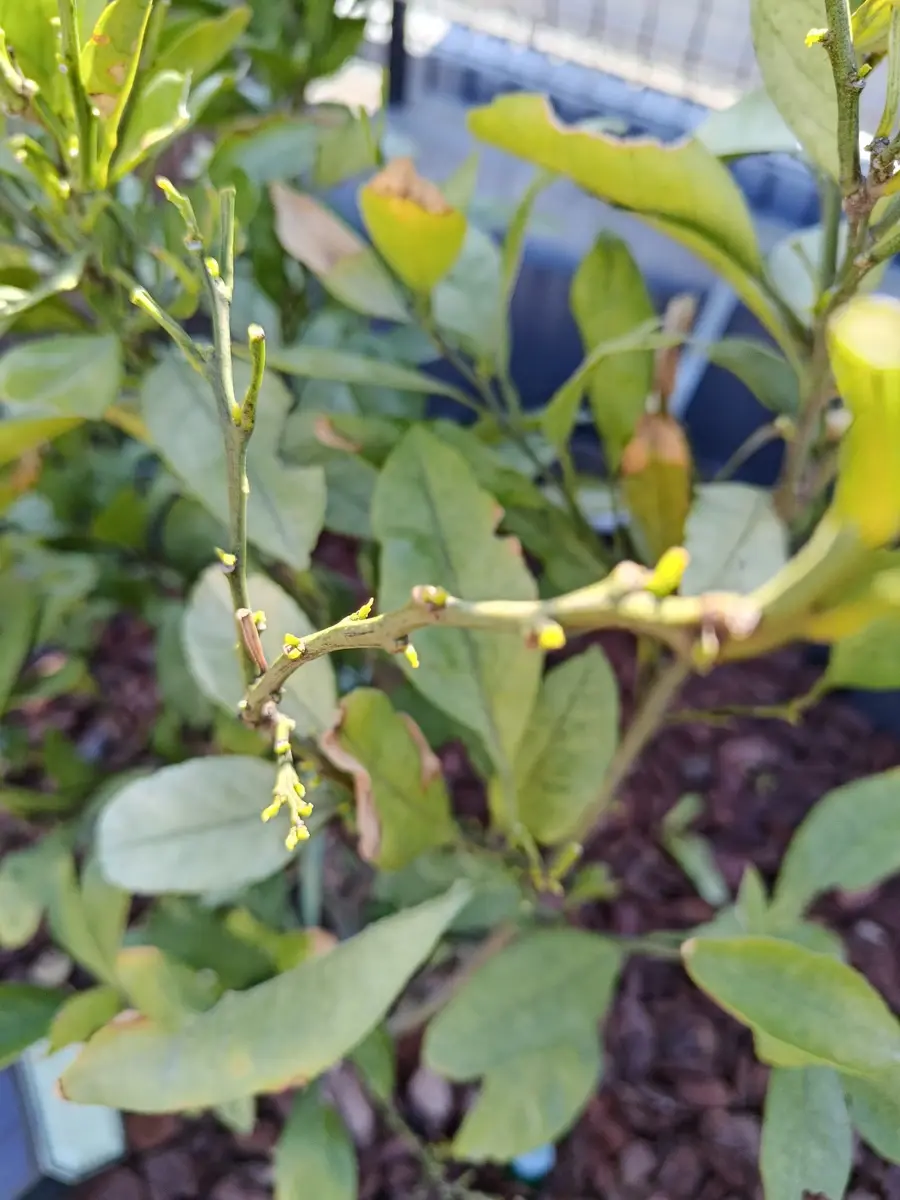 みかんの木 復活記録1