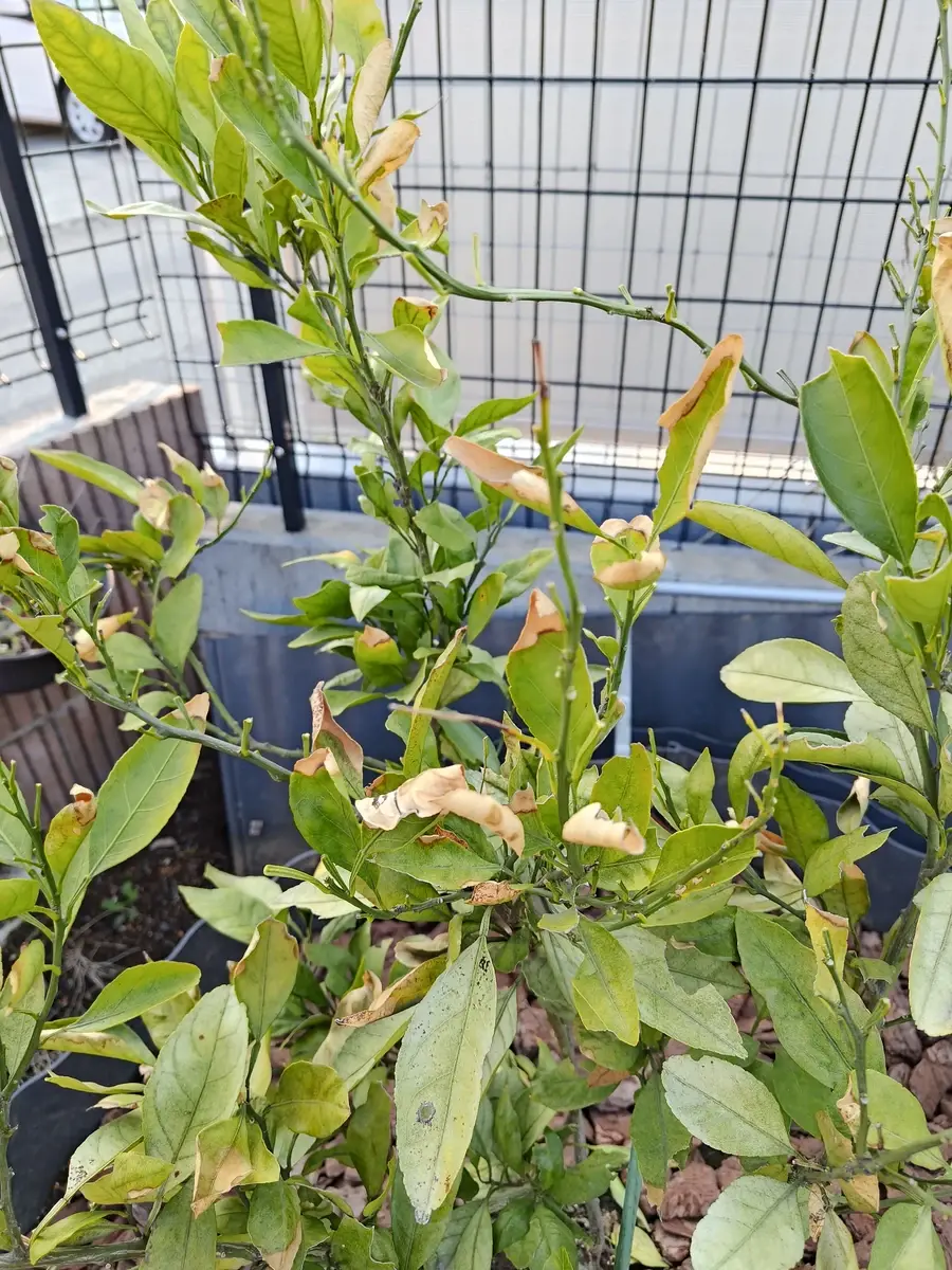 みかんの木 復活記録4