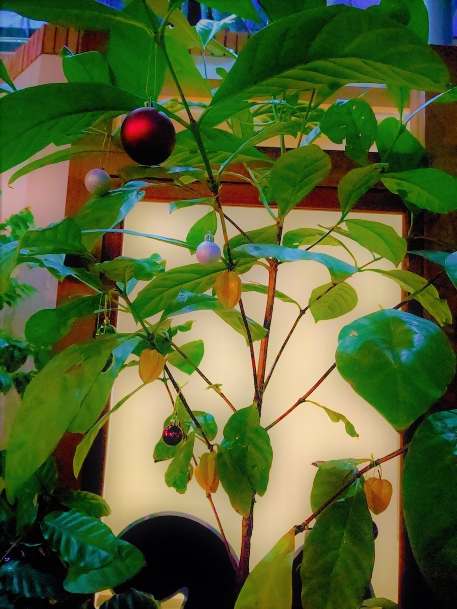 f:id:viva-la-noche:20191225094316j:plain f:id:viva-la-noche:20191225094316j:plain
