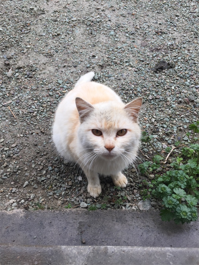 f:id:vivace1:20170407130907j:image