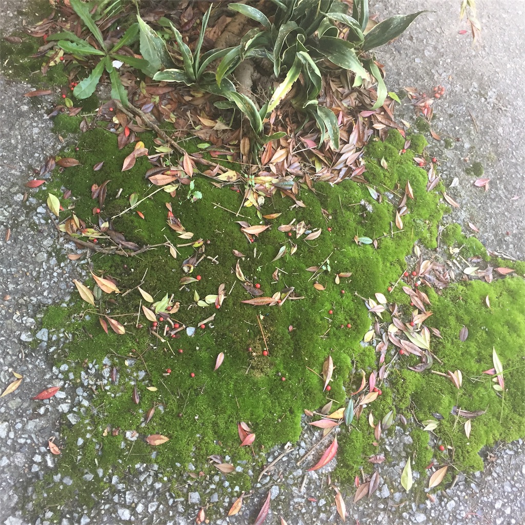 f:id:vivace1:20171110150753j:image