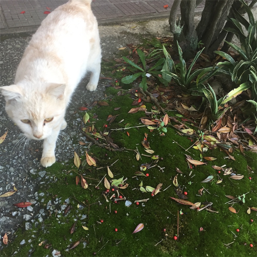 f:id:vivace1:20171110150826j:image