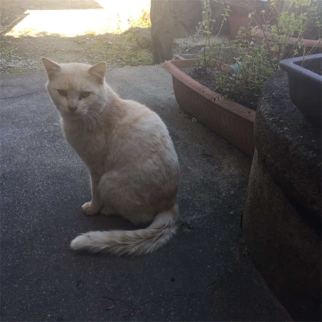 f:id:vivace1:20171110150901j:image