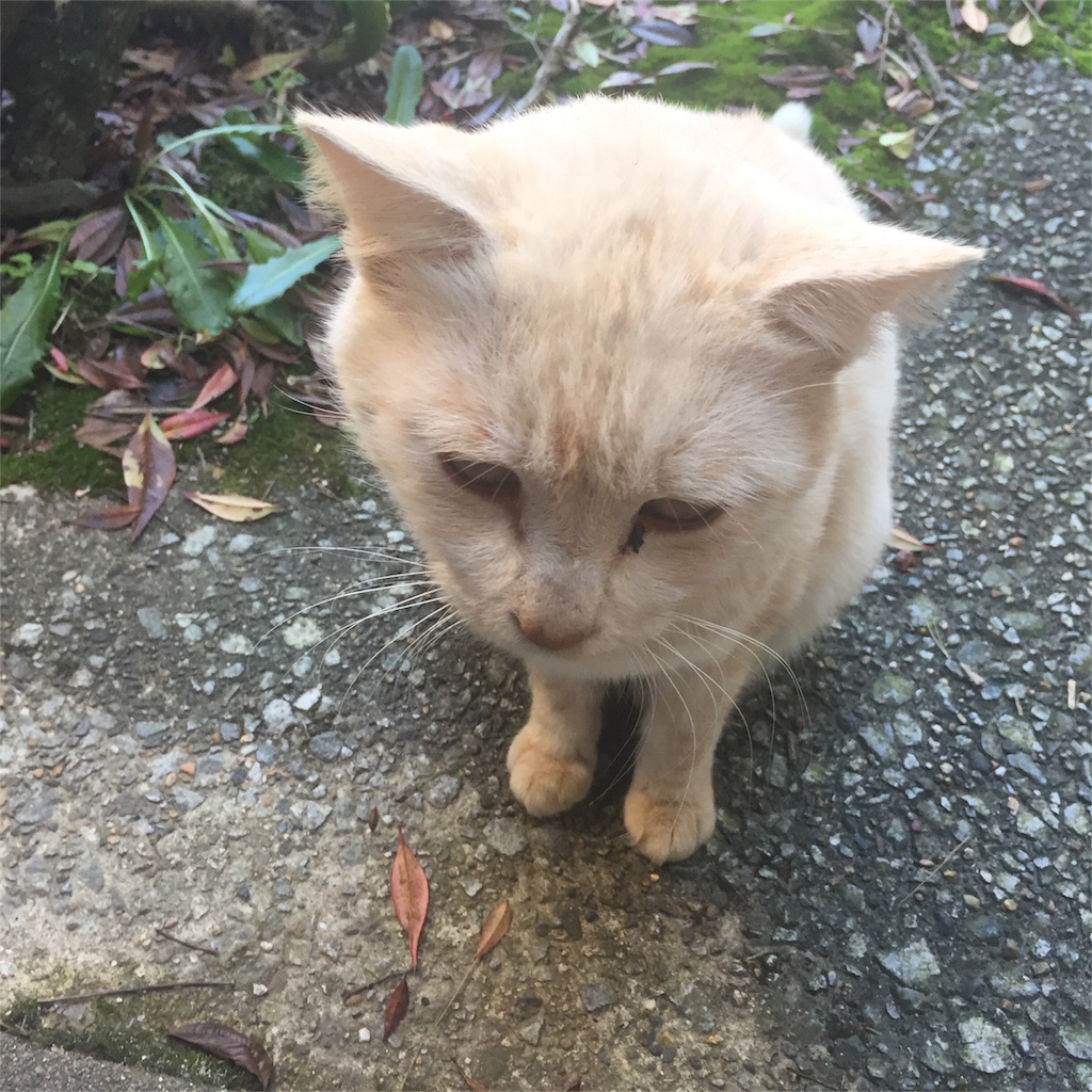 f:id:vivace1:20171110151057j:image