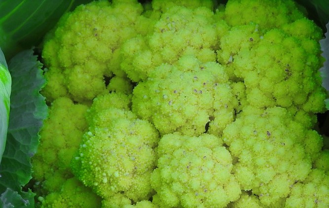 f:id:vivere_carpediem:20160717084419j:plain f:id:vivere_carpediem:20160717084419j:plain