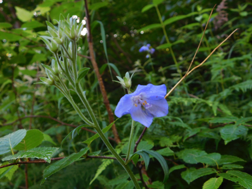 f:id:vivid_783:20170916202516j:plain