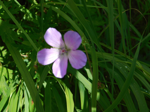 f:id:vivid_783:20170916203119j:plain