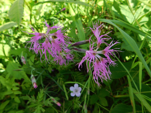 f:id:vivid_783:20170916203350j:plain