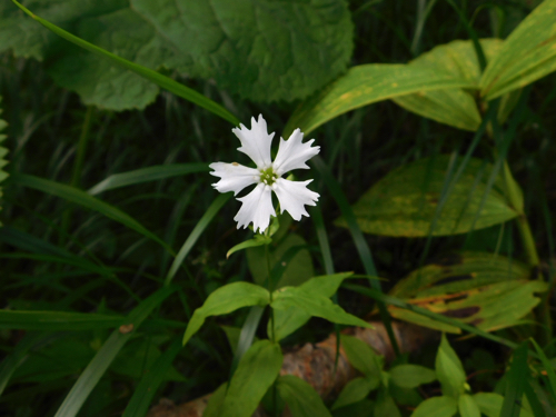 f:id:vivid_783:20170916204524j:plain