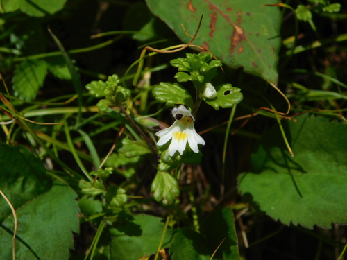 f:id:vivid_783:20170916205507j:plain